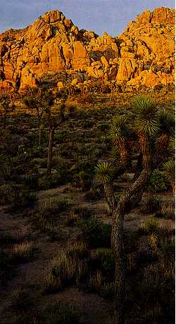 Vele andere gebieden, zoals de Mojavewoestijn in Californi, zijn het gevolg van een regenschaduweffect. De woestijn ligt in de regenschaduw van het westelijke kustgebergte.