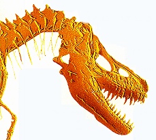 Fossiel uit een vroegere periode: Tarbosaurus bataar, een dinosaurir uit het Krijt.
