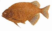 Fossiele vis uit het Eoceen.